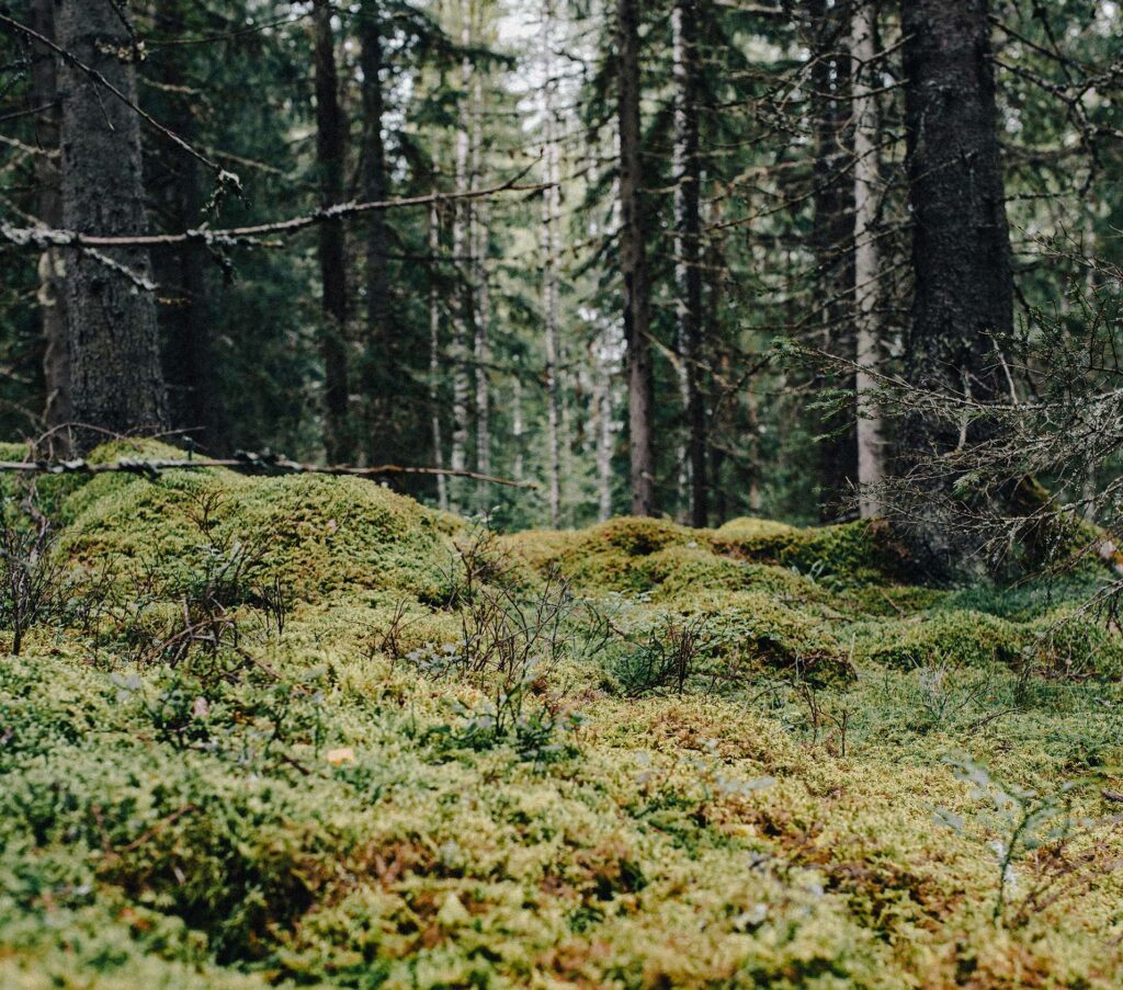 Glommen Mjøsen Skog SA
